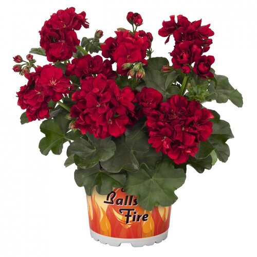 Ампельная плющелистная пеларгония (герань) Great Balls of Dark Red